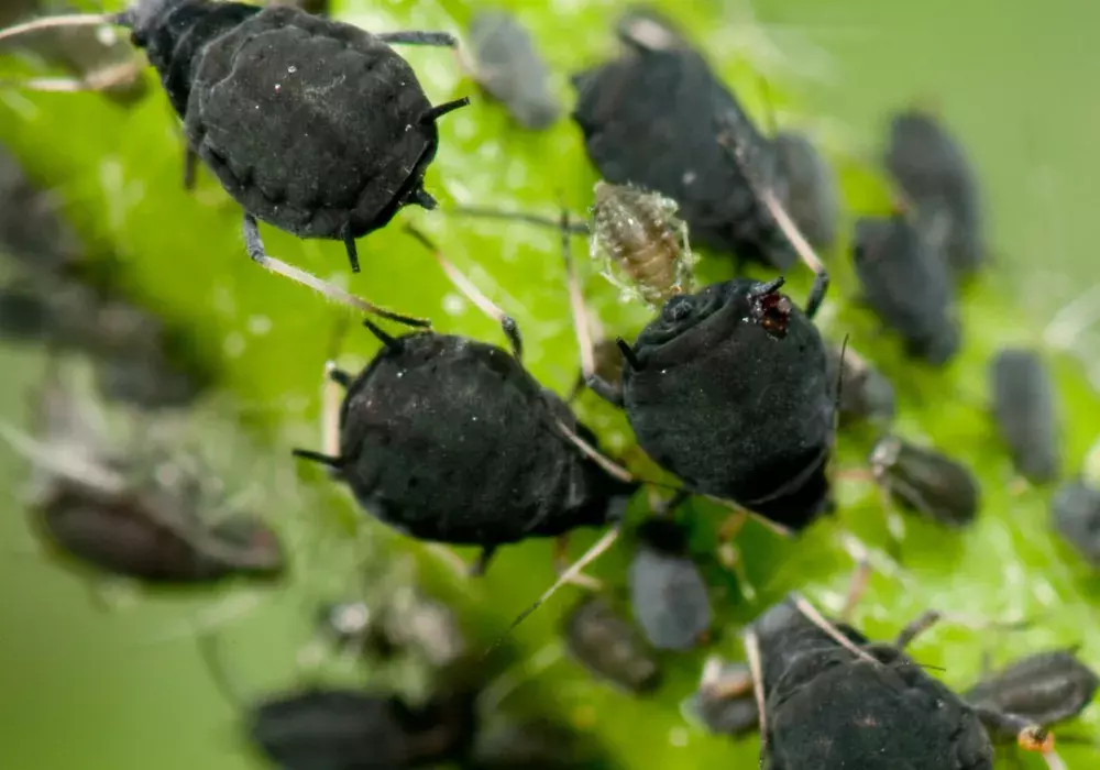 Luizen op plant